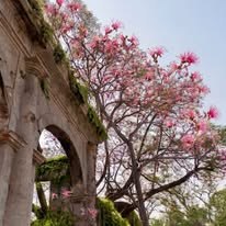 Árbol floral en la hacienda